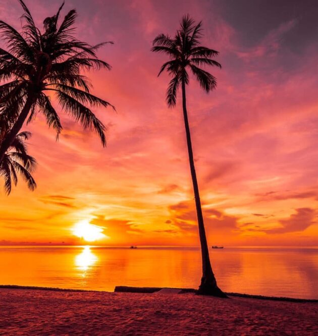 Praesent libro se cursus ante